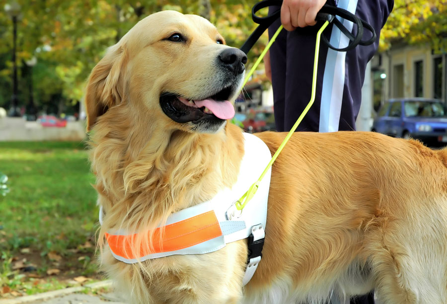 Les chiens d’assistance désormais admis à l’hôpital